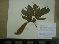 Herbarium sample